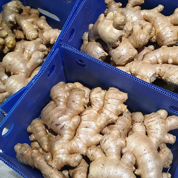 Fresh Ginger Market omearmet Quality Upgrade