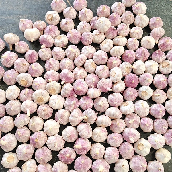 Huaang Food Processing kundiget útwreiding fan Fresh Garlic Supply Chain oan