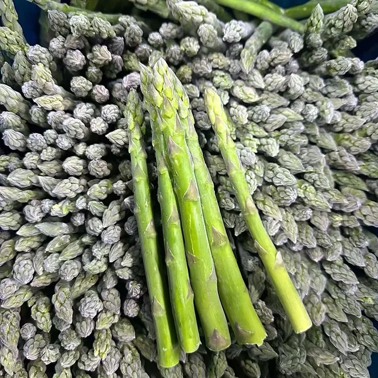 Selektearre beferzen griene asperzjes foar konsekwint Foodservice en yngrediïntoanbod