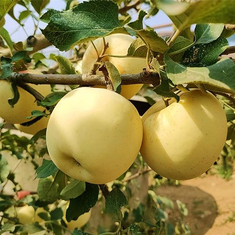 Frisse Gouden Delicious Apples