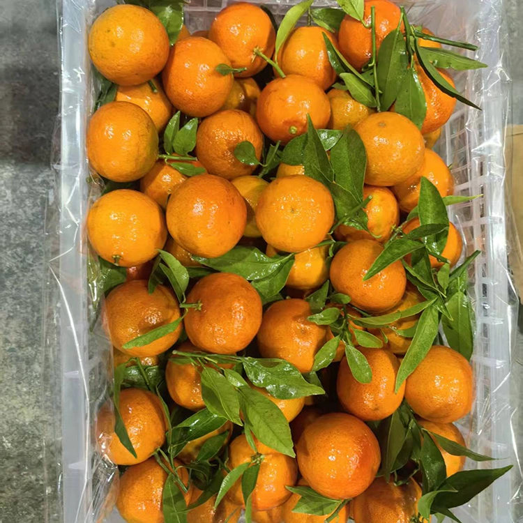 Farske Mashui Mandarin