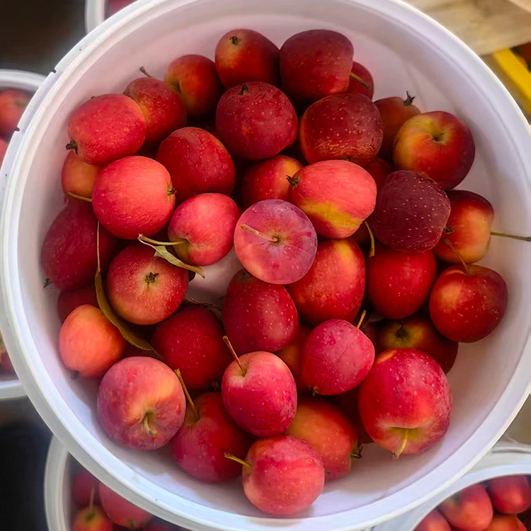 High-Grade New-Crop Sineeske Cherry Apple