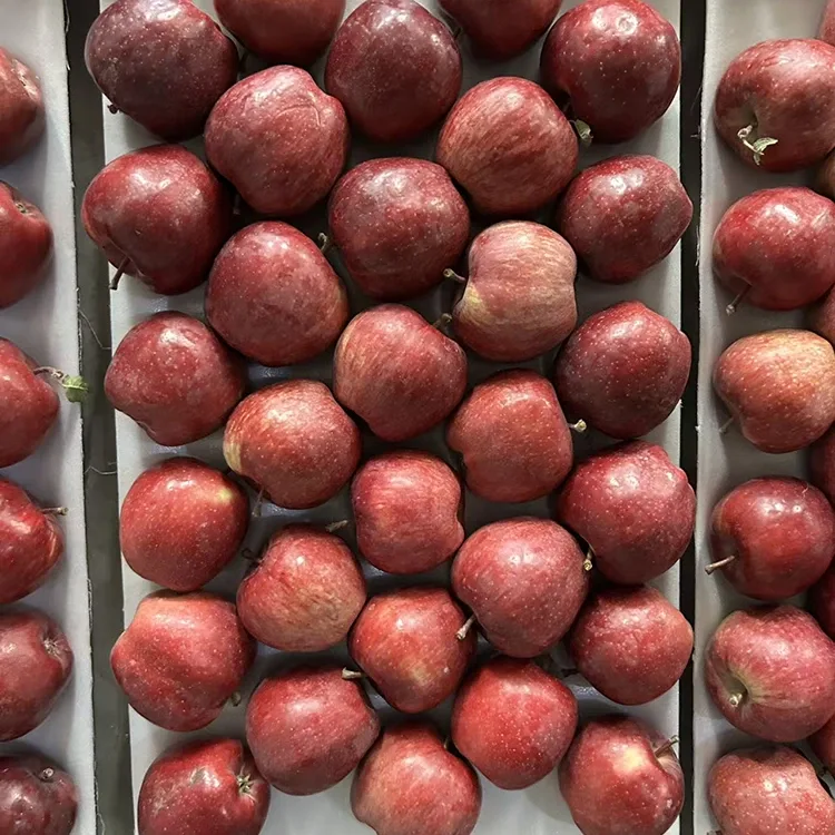 Bright Red Star Apples