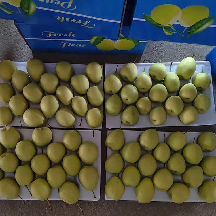 Natuerlik Sweet Shandong Pears