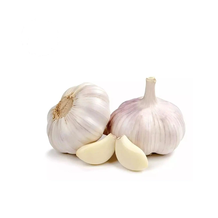 Premium stevige en mollige normale wite knoflook