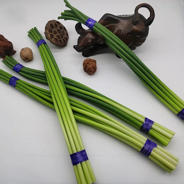 Premium Fresh Knoflook Scapes