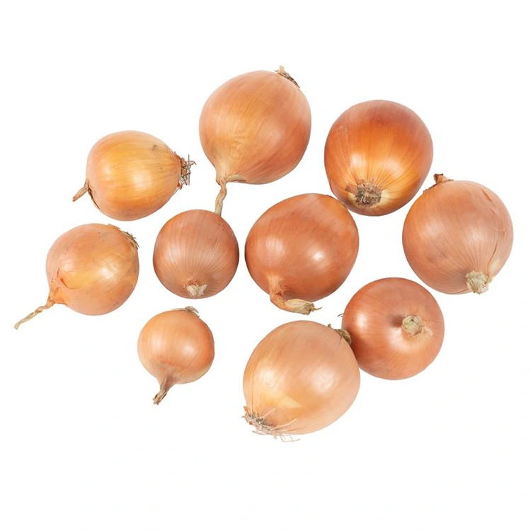 Premium Fresh giele sipels