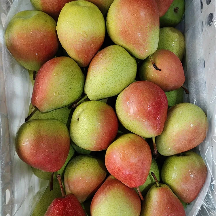 Premium Hand-Picked Eye-catching Glossy-Reade July Red Pear