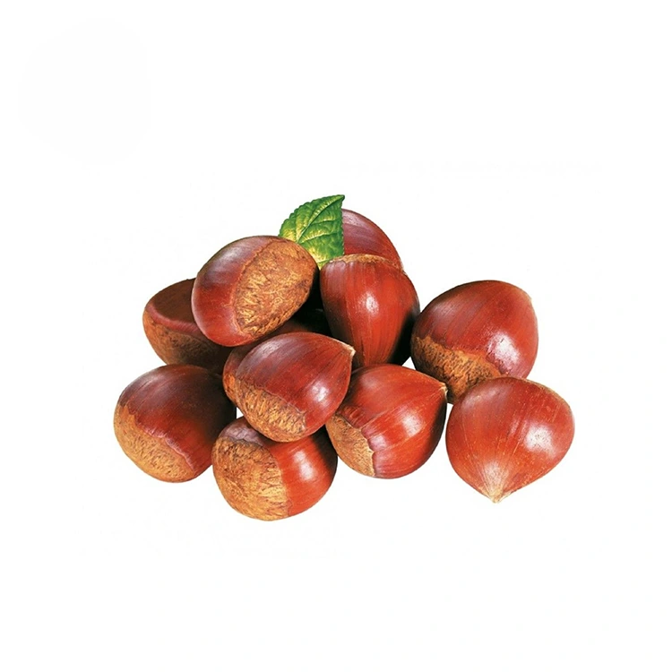 Kastanjes fan premium kwaliteit