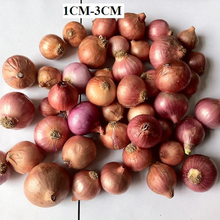 Selektearre Fresh Little Pearl Onions
