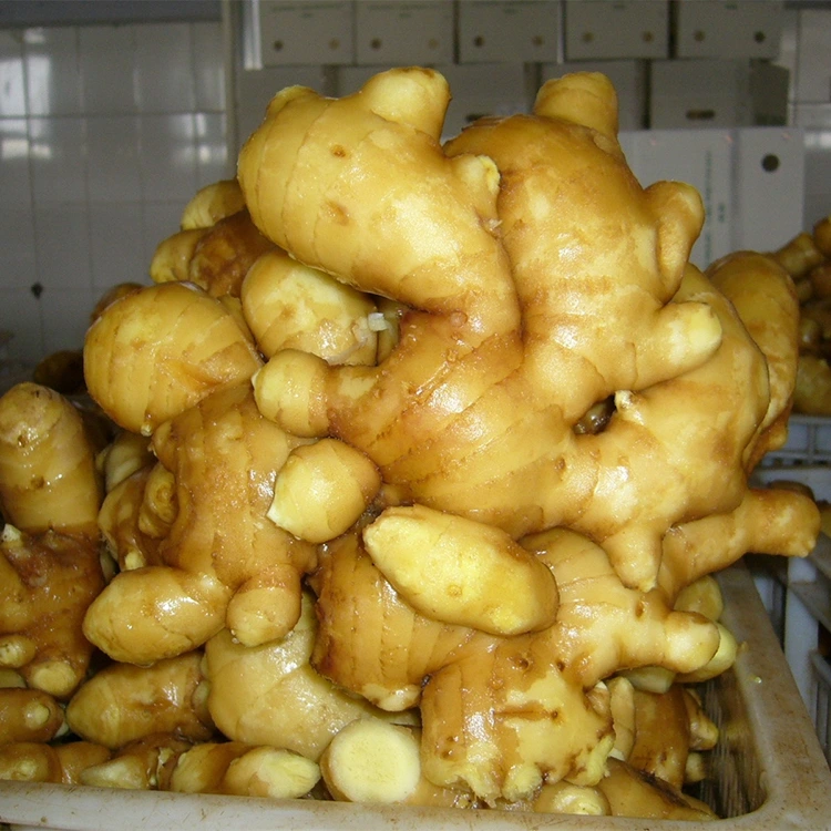Spicy Fresh Aromatyske Ginger